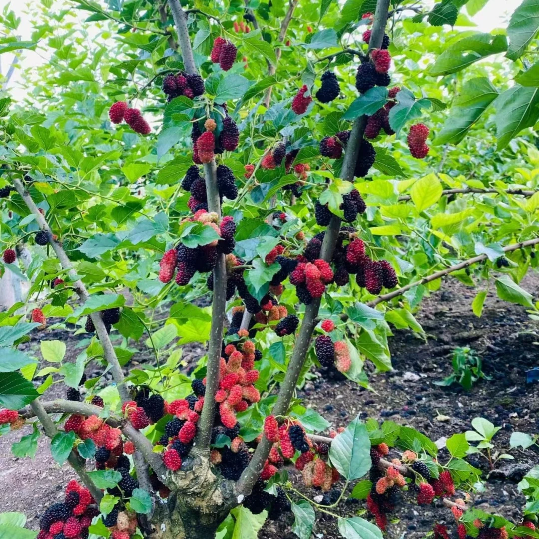 桑葚树苗当年结果大果纯甜盆栽阳台地栽庭院南北方种植耐寒抗旱