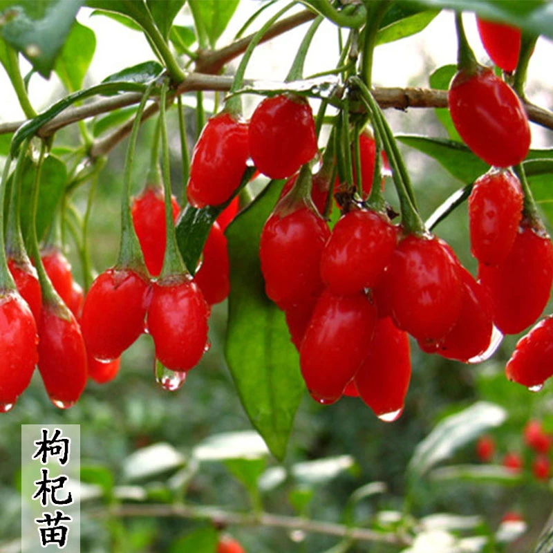 黑枸杞红枸杞树苗地栽食用南北方地栽盆栽水果黄枸杞当年结果树苗