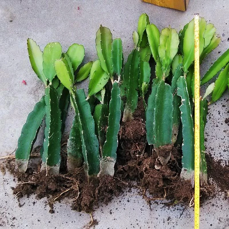 红肉红心火龙果苗盆栽地栽南方四季阳台种植果树苗水果苗当年结果