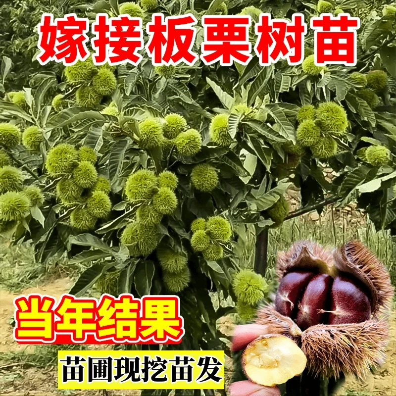 嫁接板栗苗果树苗大红袍油栗子苗当年结果南方北方种植板栗子苗树