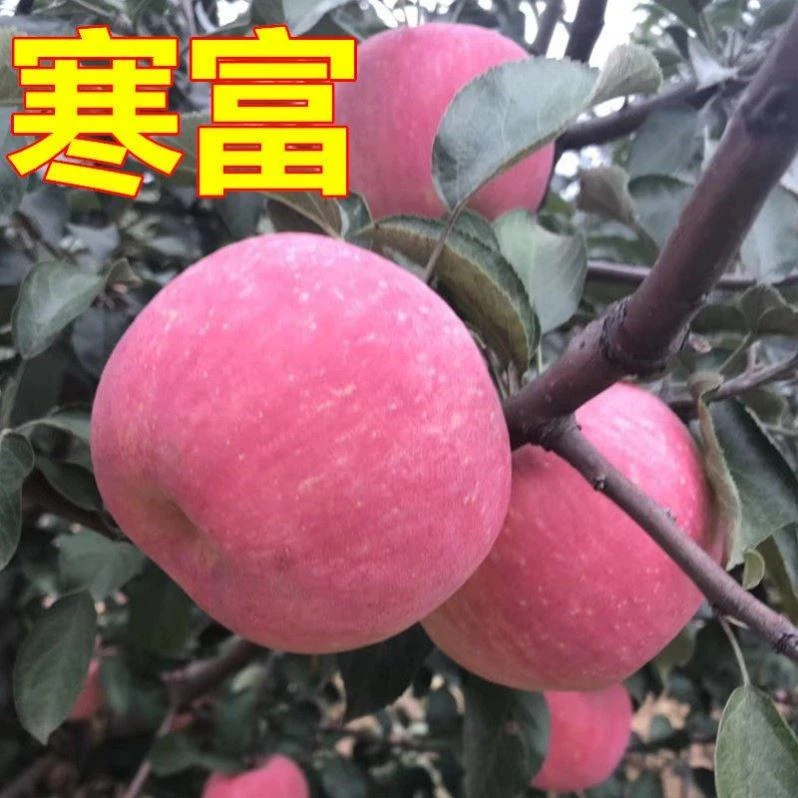 苹果树苗 果树寒富苹果树苗 矮化盆栽苗地栽苗嫁接苗当年结果
