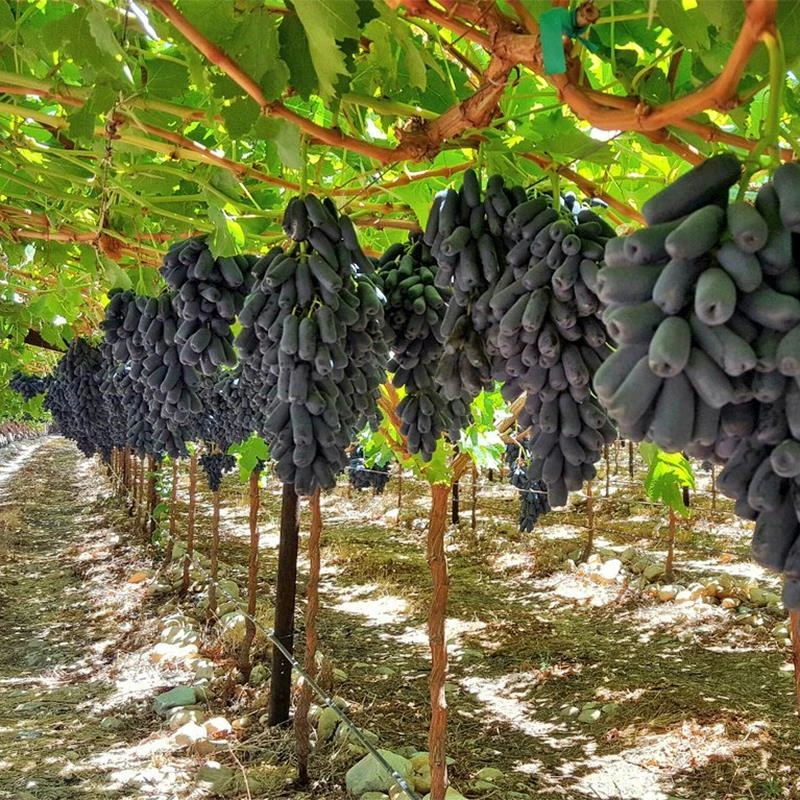 蓝宝石葡萄树苖盆栽地栽大苗爬藤果树南方北方种植果苗当年结果苗