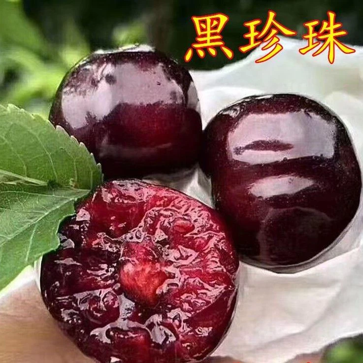 黑珍珠樱桃树苗嫁接大樱桃苗南方北方种植车厘子地栽盆栽当年结果