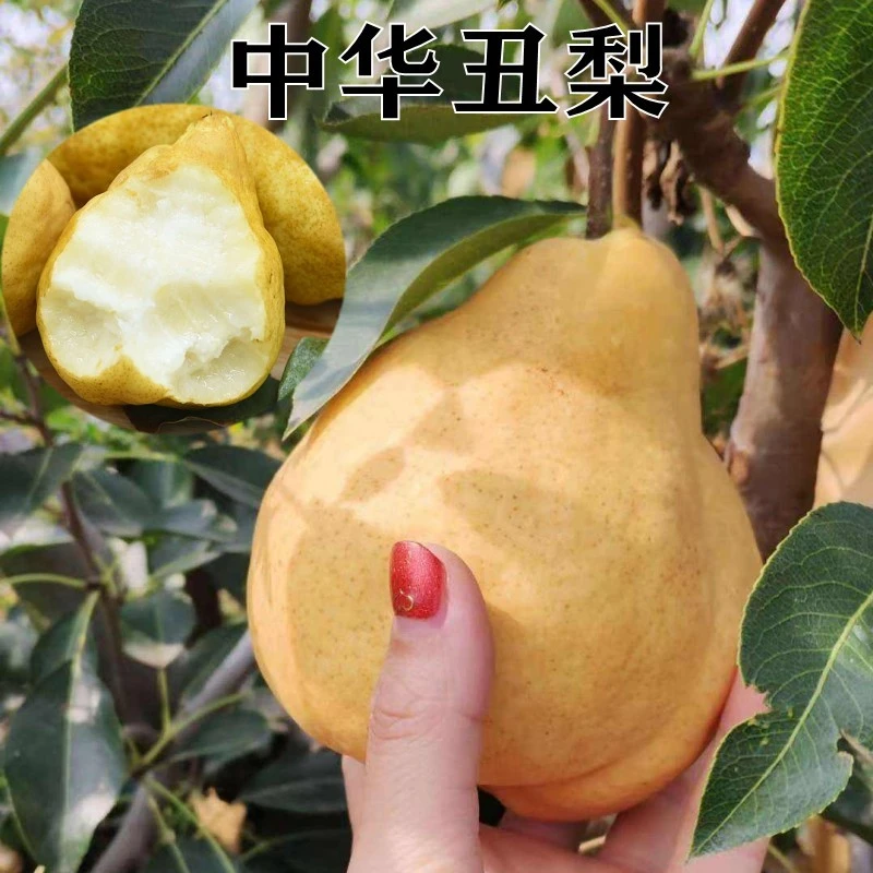 中华丑梨苗丑八怪苹果梨树苗嫁接苗南方北方种植盆栽地栽当年结果