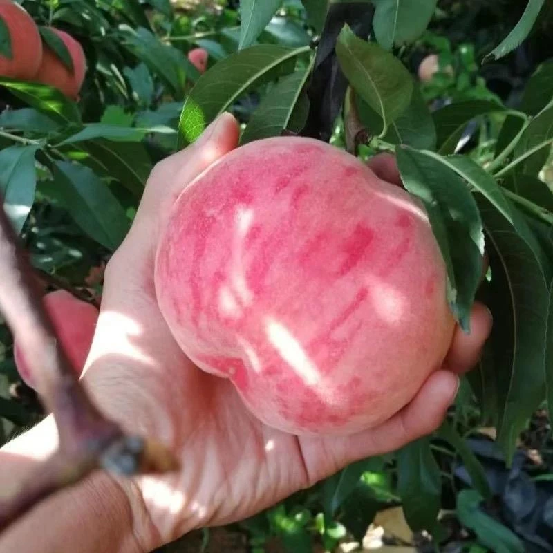 水蜜桃树果苗浓甜阳山水蜜桃树嫁接苗白凤水蜜桃苗树桃树活苗果树