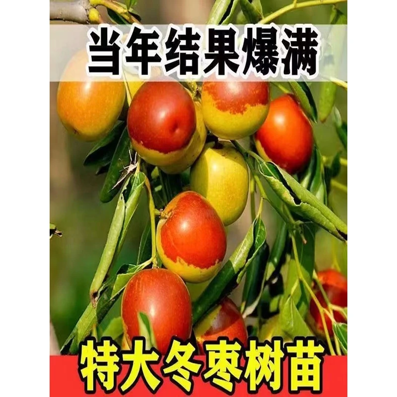 枣树活苗果树冬枣嫁接果树北方南方种植庭院葫芦枣树果树果苗盆栽