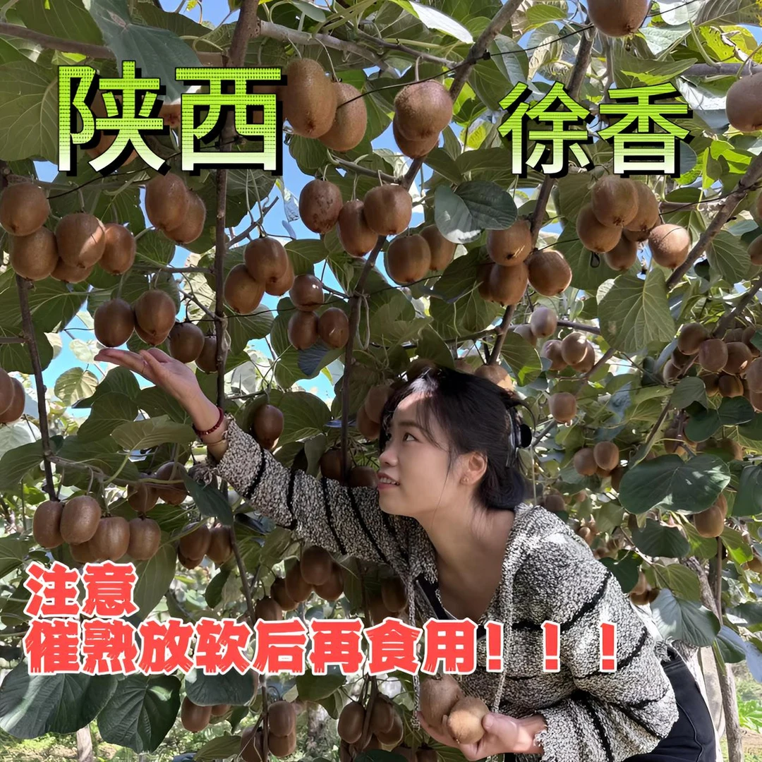 【中通快递发货 催熟放软食用】陕西徐香猕猴桃