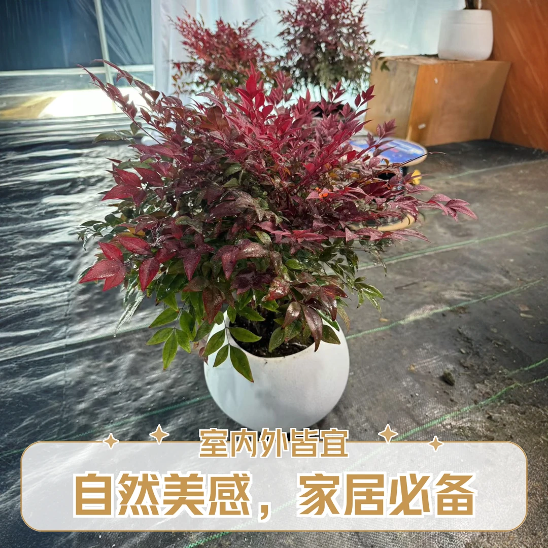 红宝石南天竹 四季红南天竹鸿运当头好寓意 好看好养 顺丰包邮