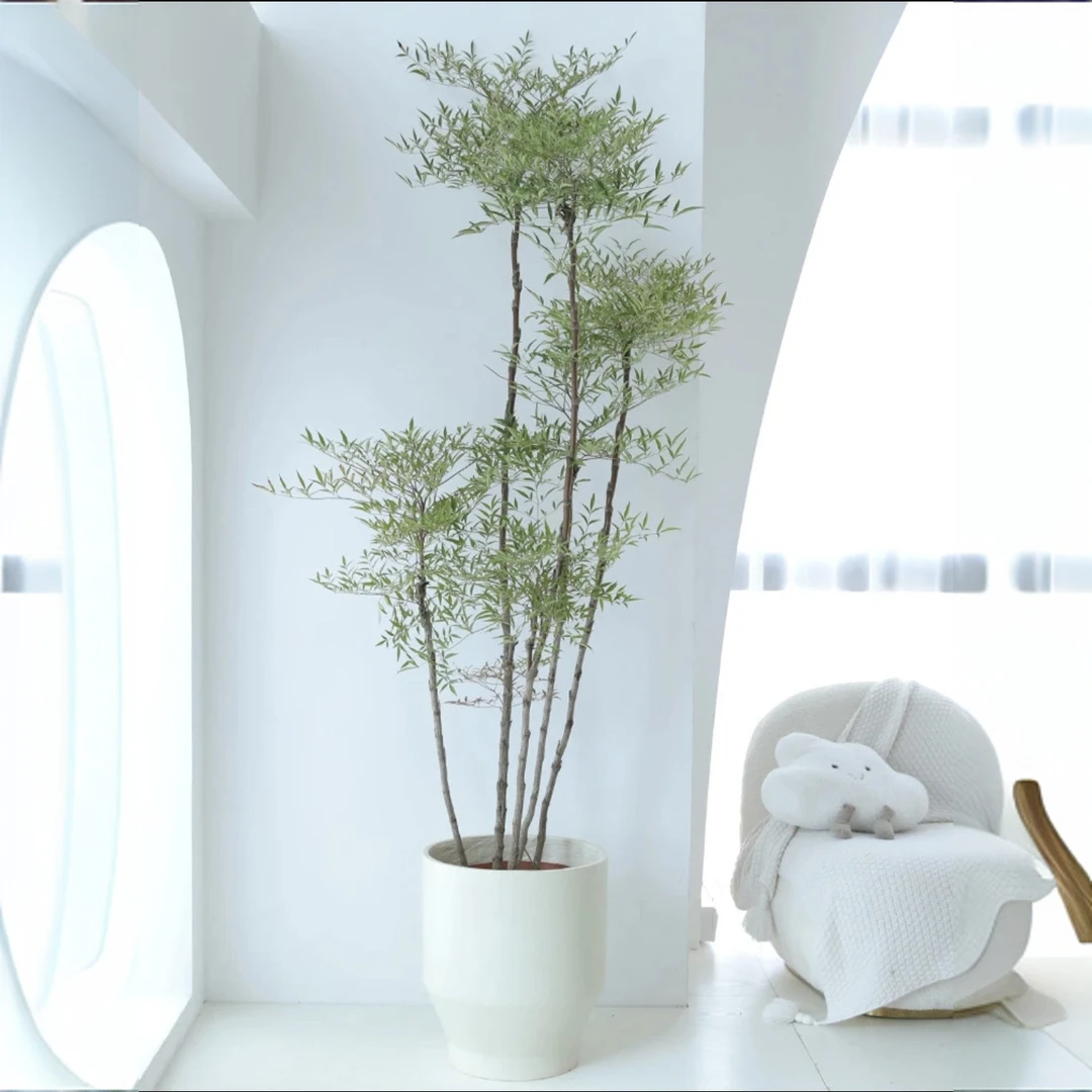 南天竹老桩竹子客厅原土原盆好养观赏绿植室内外造景真树顺丰包邮