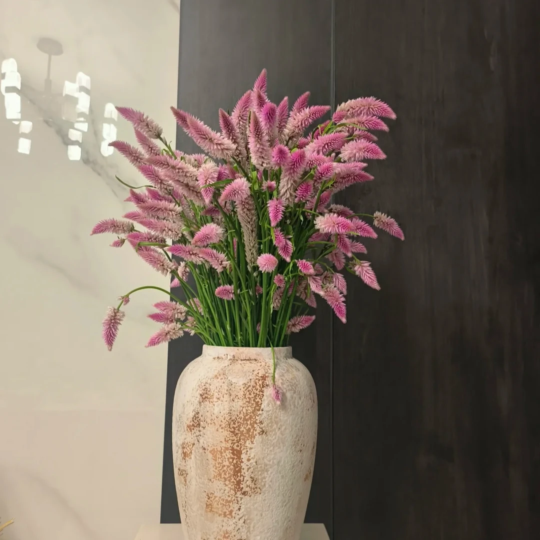 小众鲜切花配草【多头凤尾】1扎7支左右/40-50个花朵/可做干花