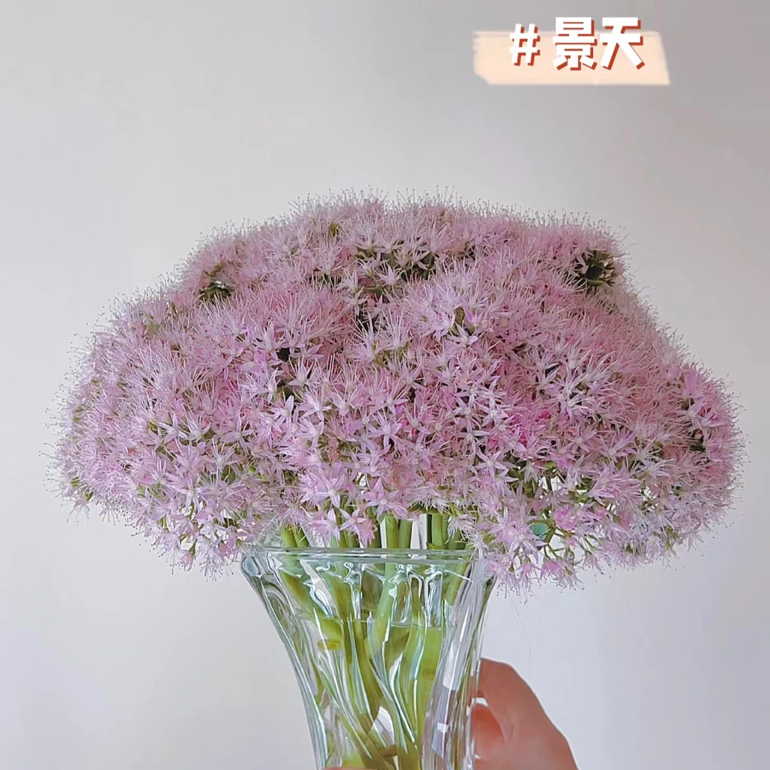 鲜切花小众当季花材【景天】/1扎5支左右多头