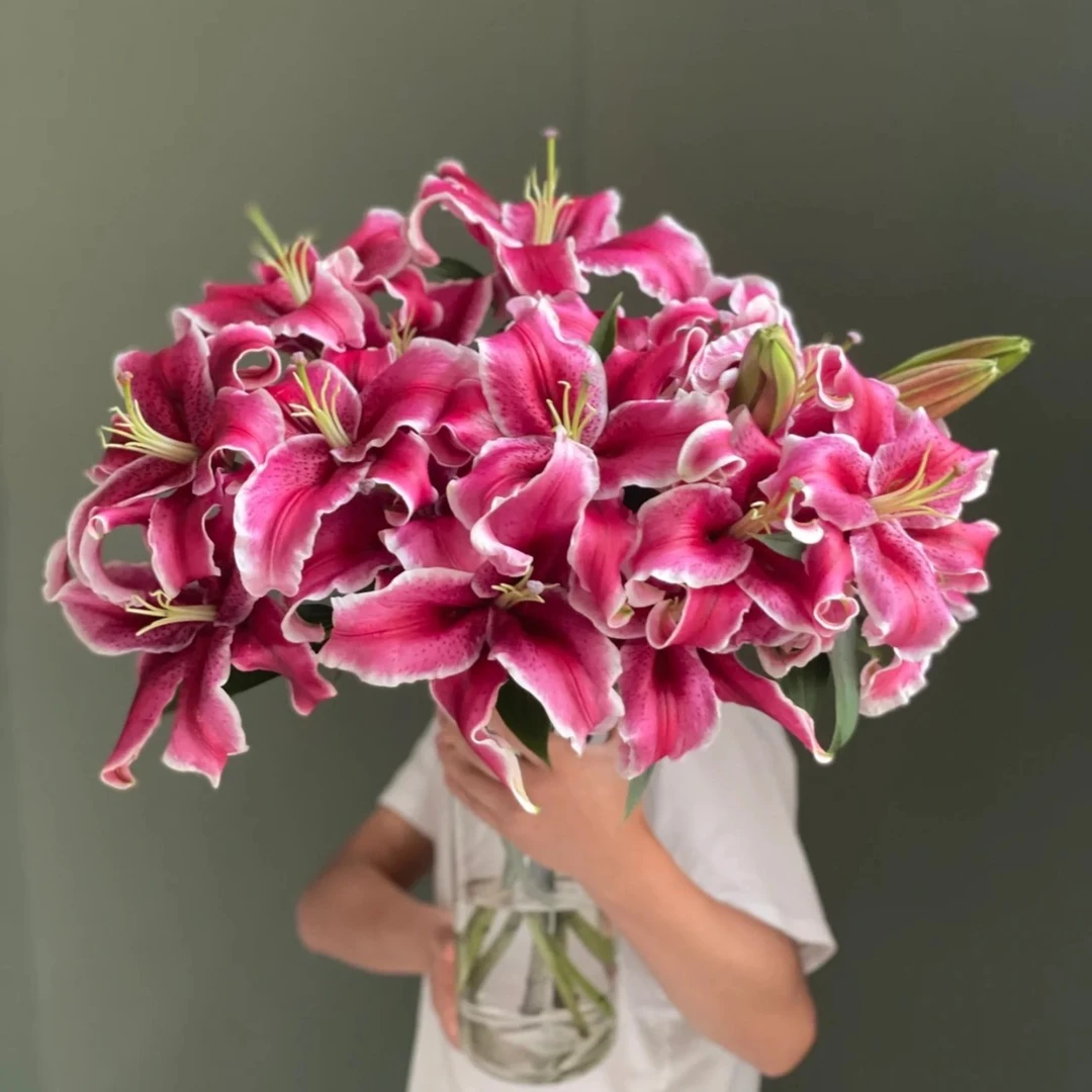 A级香水百合粉红【黑美人】/10支3头多头好看新手养护