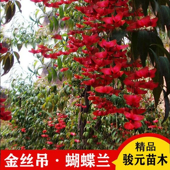 金丝吊蝴蝶盆栽花卉绿植庭院盆景开花状如蝴蝶