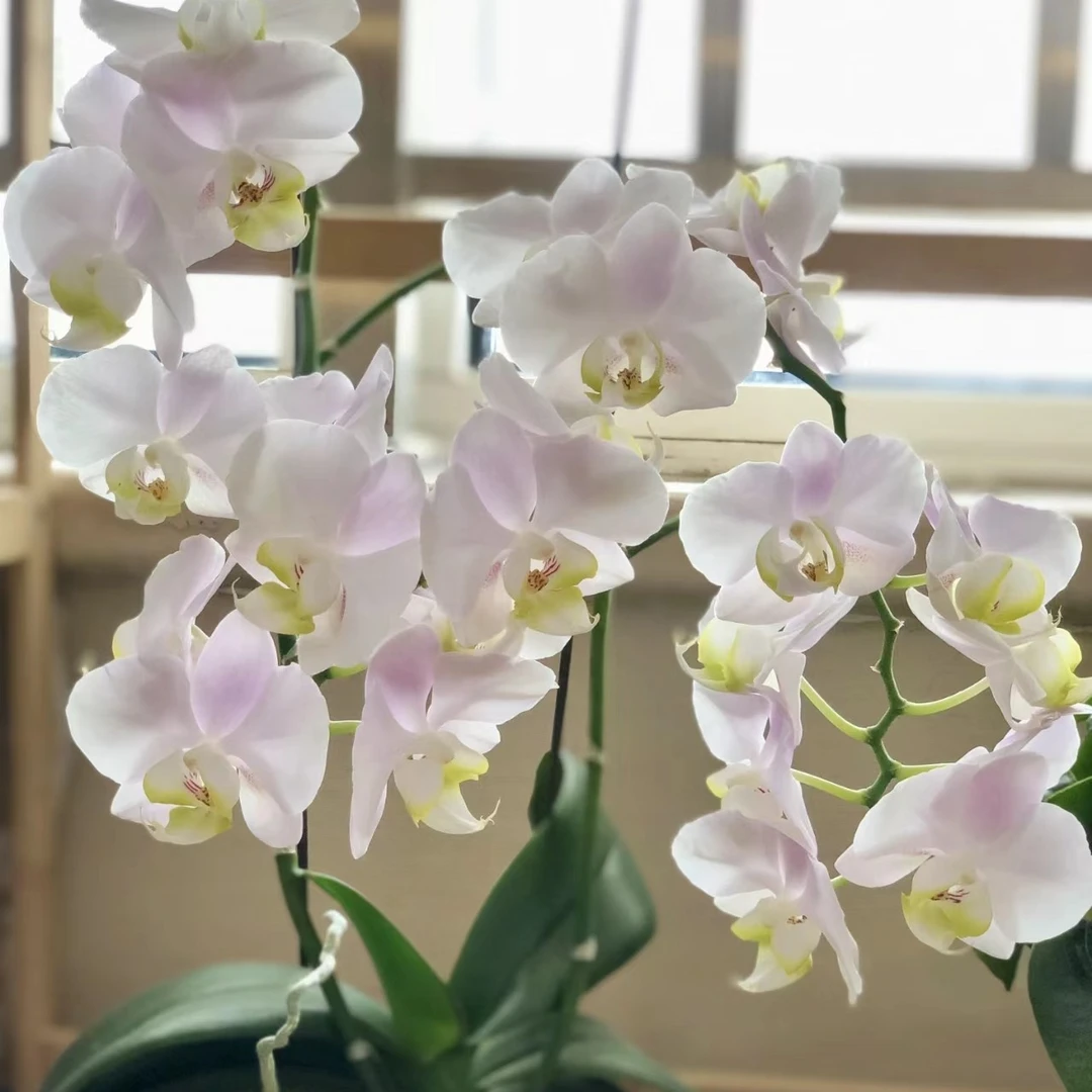 【天使】蝴蝶兰花苗3.0寸加高杯根系好花剑苗（有轻微叶损）
