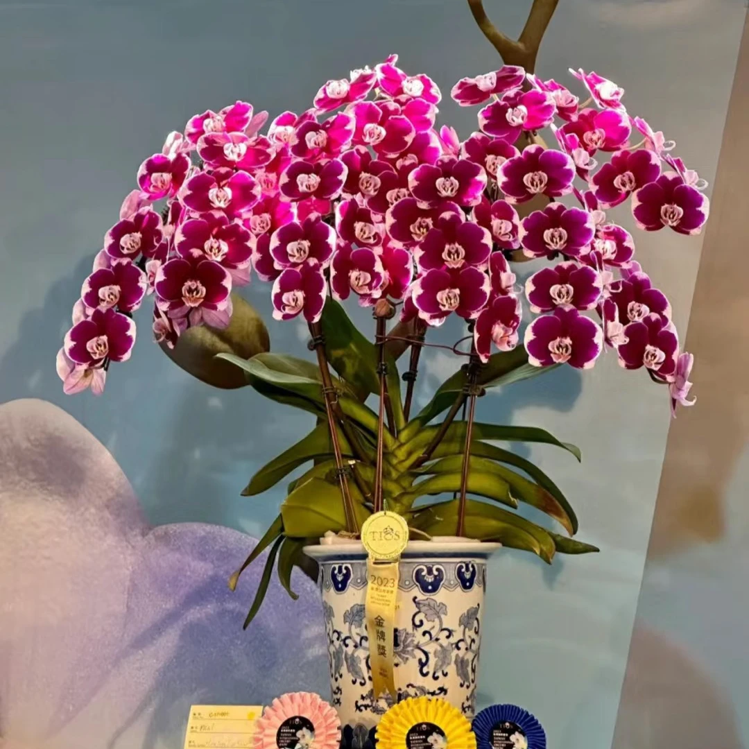 【五星上将】5寸加高杯蝴蝶兰苗成熟大苗爆根