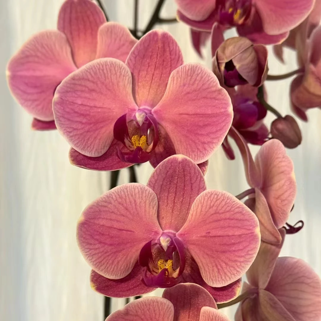 【纳博纳】3.5寸蝴蝶兰苗爆根壮苗