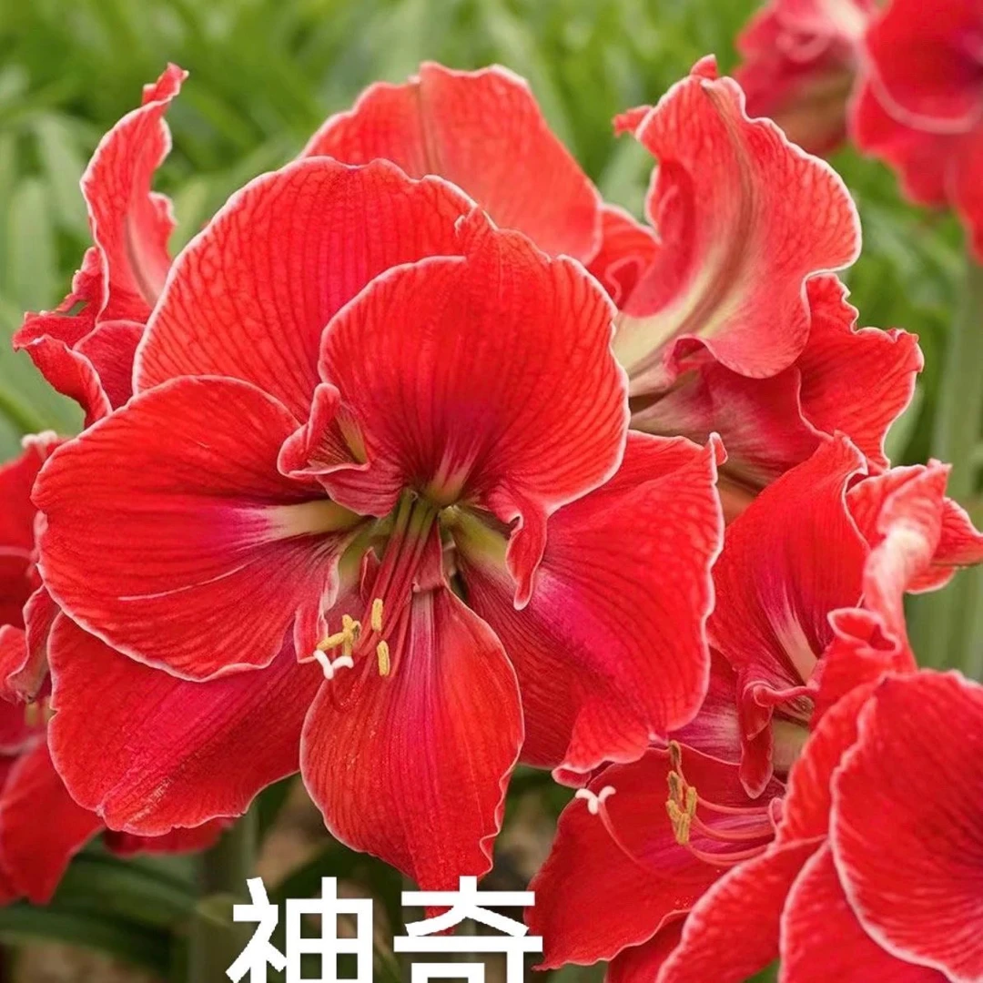 （神奇）朱顶红种球5-6公分