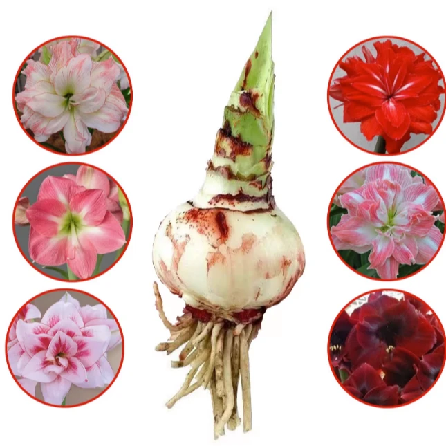 朱顶红种球5-6公分