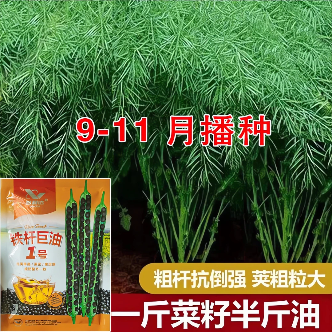 新品种矮杆耐寒抗倒伏油菜种子早熟高产黑子高出油菜油菜籽榨油用