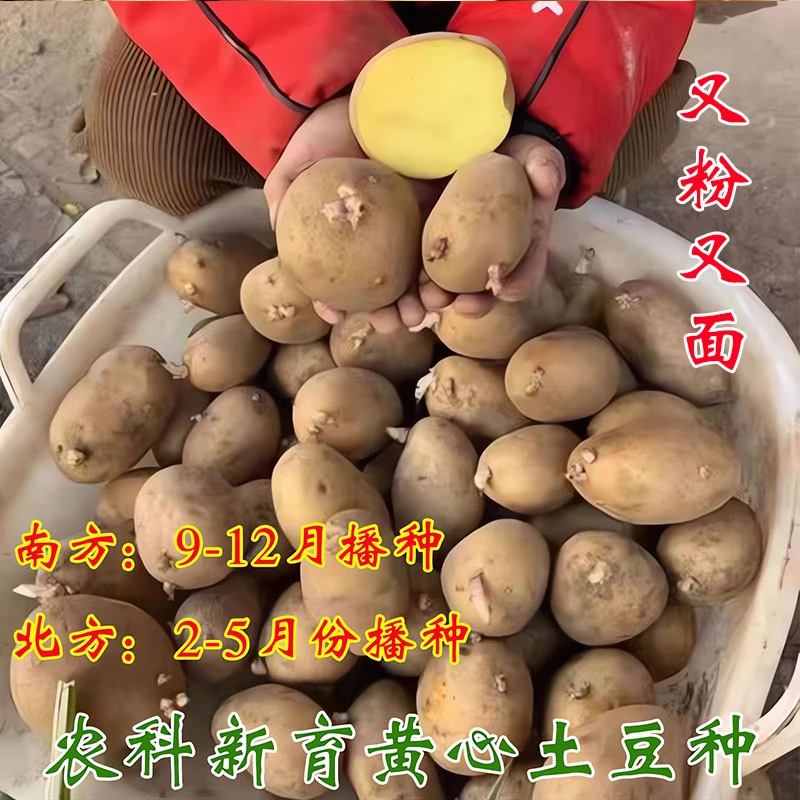 黄皮黄心土豆种仔带芽发货 高产马铃薯种 早熟洋芋种 地蛋 山药蛋