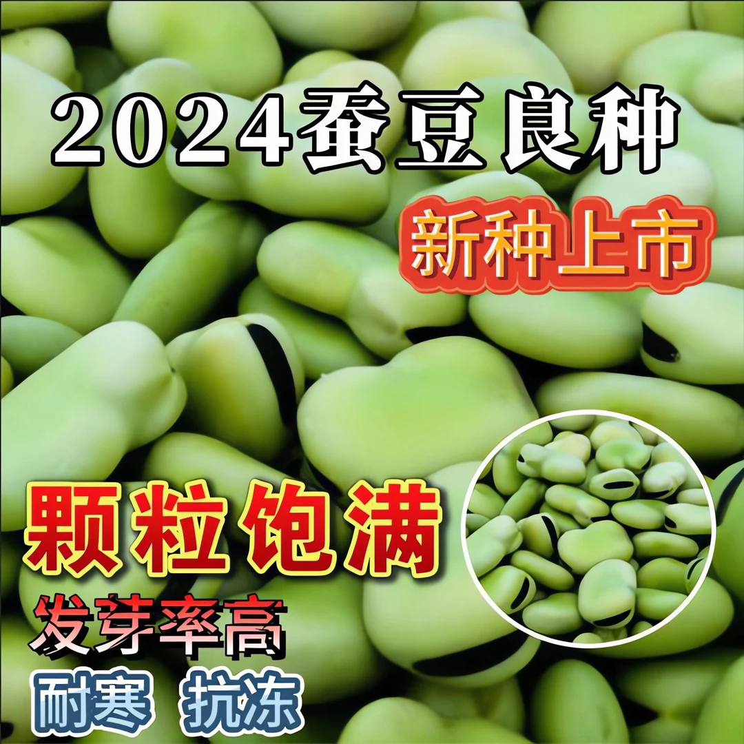 蚕豆种子高产早熟耐寒绿皮蚕豆籽春秋冬季播种青皮蚕豆罗汉豆种籽