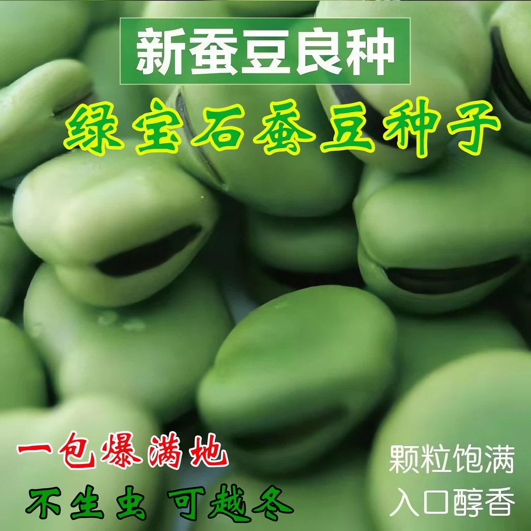 蚕豆种子特大青皮蚕豆巨大号罗汉豆种籽秋冬季播种早熟耐寒胡豆籽