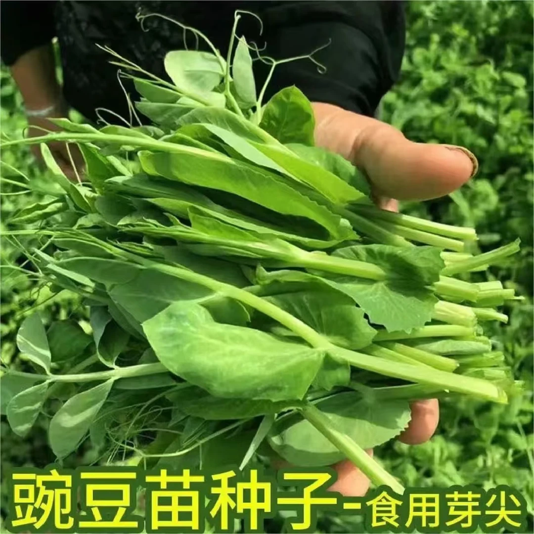 【甄选好种子】无须豌豆苗种子特大豆尖水培荷兰豆芽碗豆尖芽菜种子