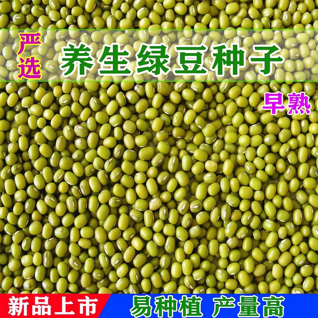 养生绿豆种子原种可留种早熟高产绿豆种农科院盆栽绿豆芽专用种子