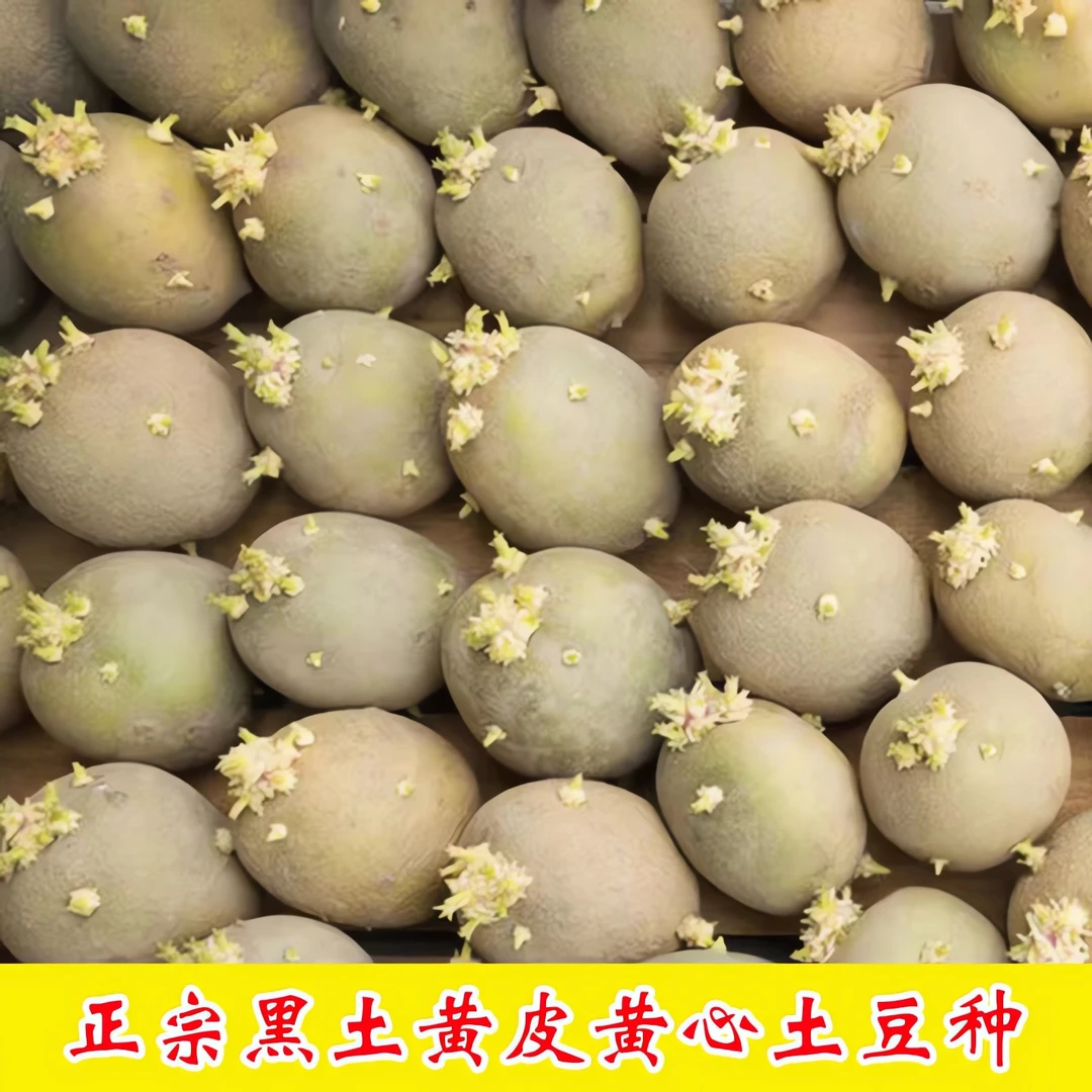 黑土黄皮黄心土豆种带芽发货高产马铃薯种早熟洋芋种 地蛋 山药蛋