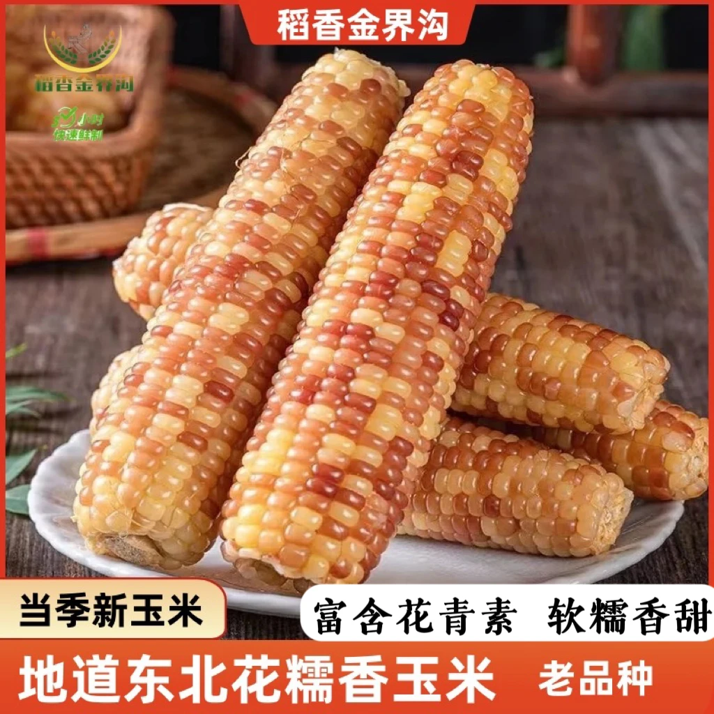 【试吃3根】24年东北花糯玉米260g-350g*10根香甜软糯饱腹