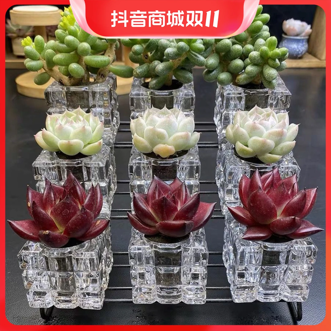透明玻璃无土多肉花盆绿植种植花器冰块烛台摆件迷你拇指盆高品质