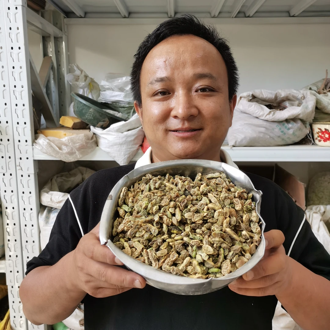 槐角 甘肃槐实 槐角生的国槐树的 院子路边地边等栽种