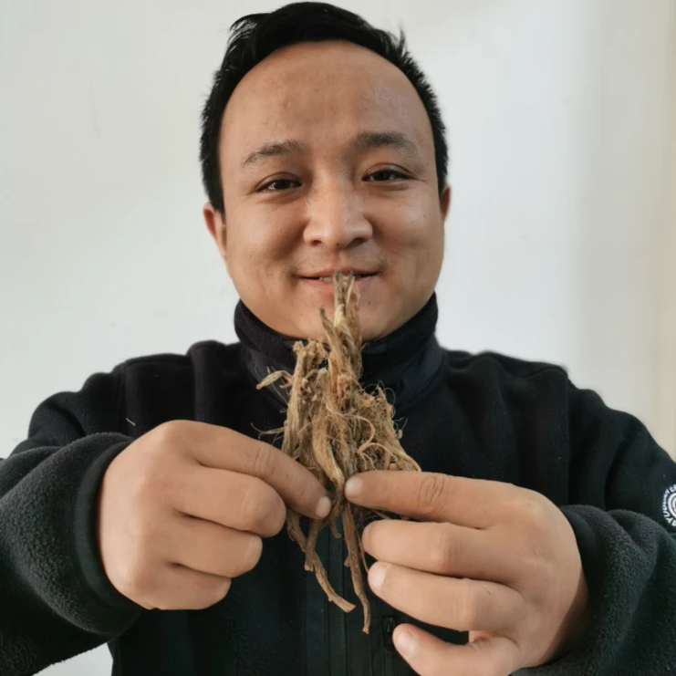 秦艽 甘肃秦艽 整根的 大山里采挖非种植的大小断根都有