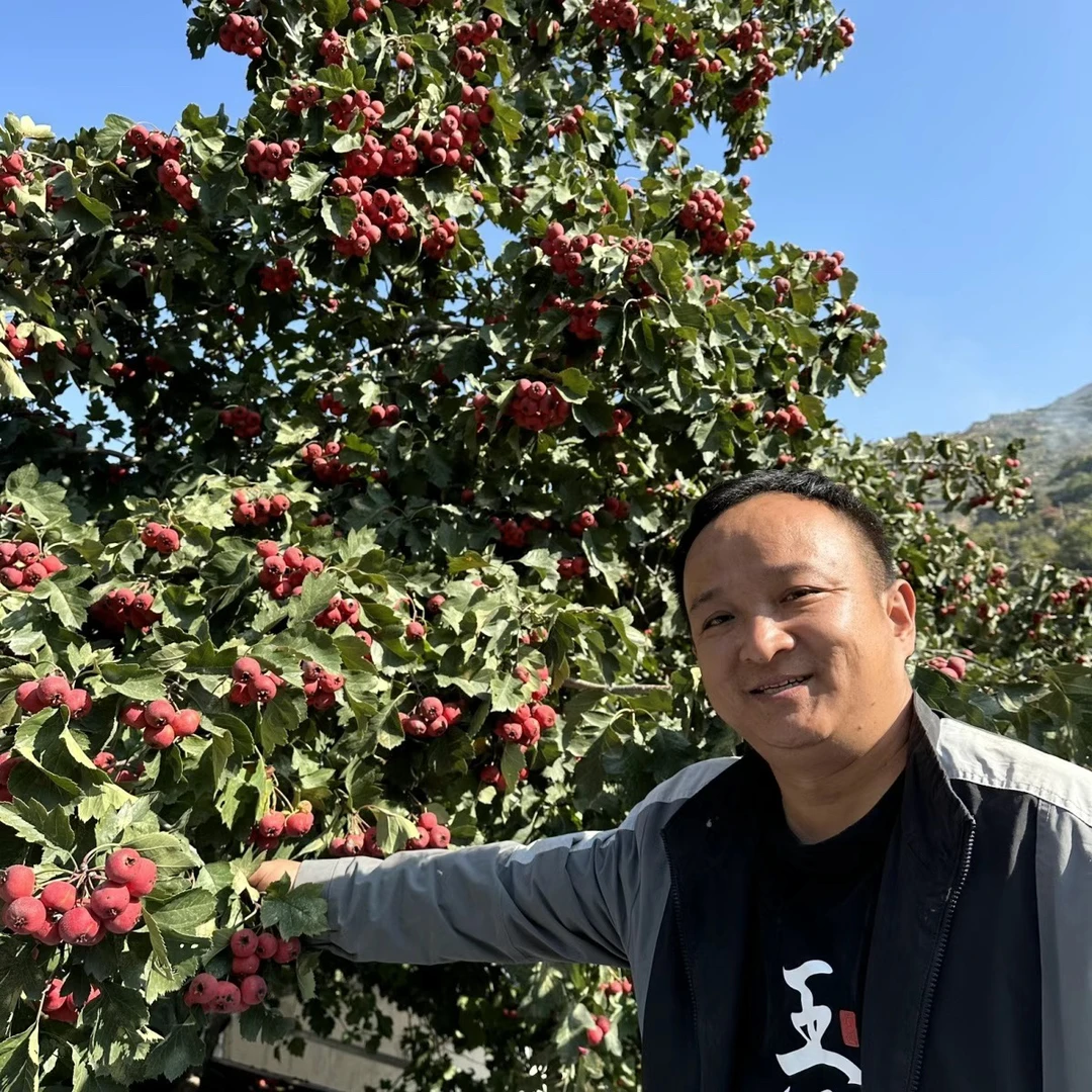 山楂 甘肃山楂 大山里采摘非种植的 已切片已去籽已晒干