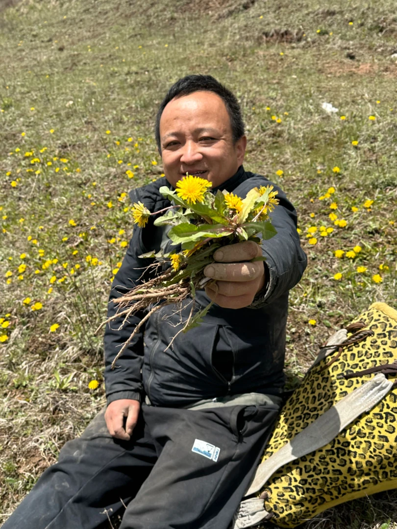 蒲公英根 甘肃蒲公英根 非种植的大小断根都有