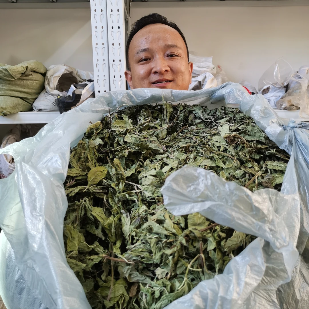 薄荷叶 甘肃野薄荷带茎秆 江苏薄荷种植的纯叶子