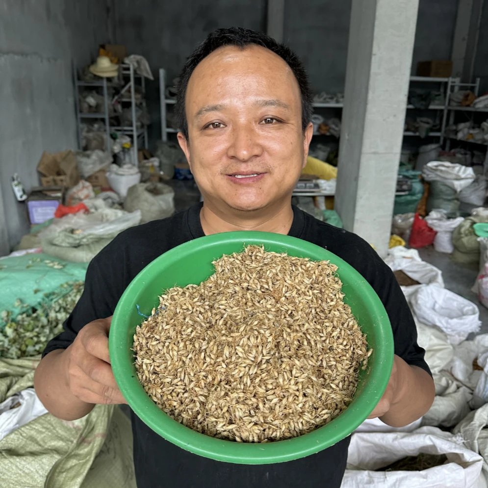 大麦芽 甘肃大山里种植的 生的未炒制带种皮