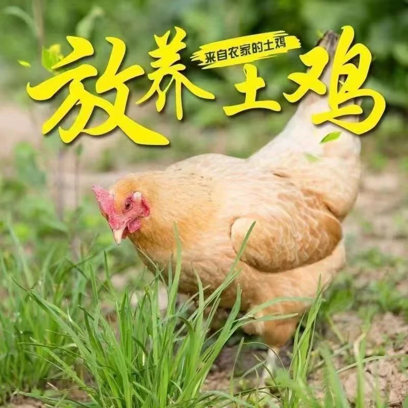 【阿牛家】放养土鸡老母鸡 2只毛重7斤多 净重4-4.5斤  带内脏