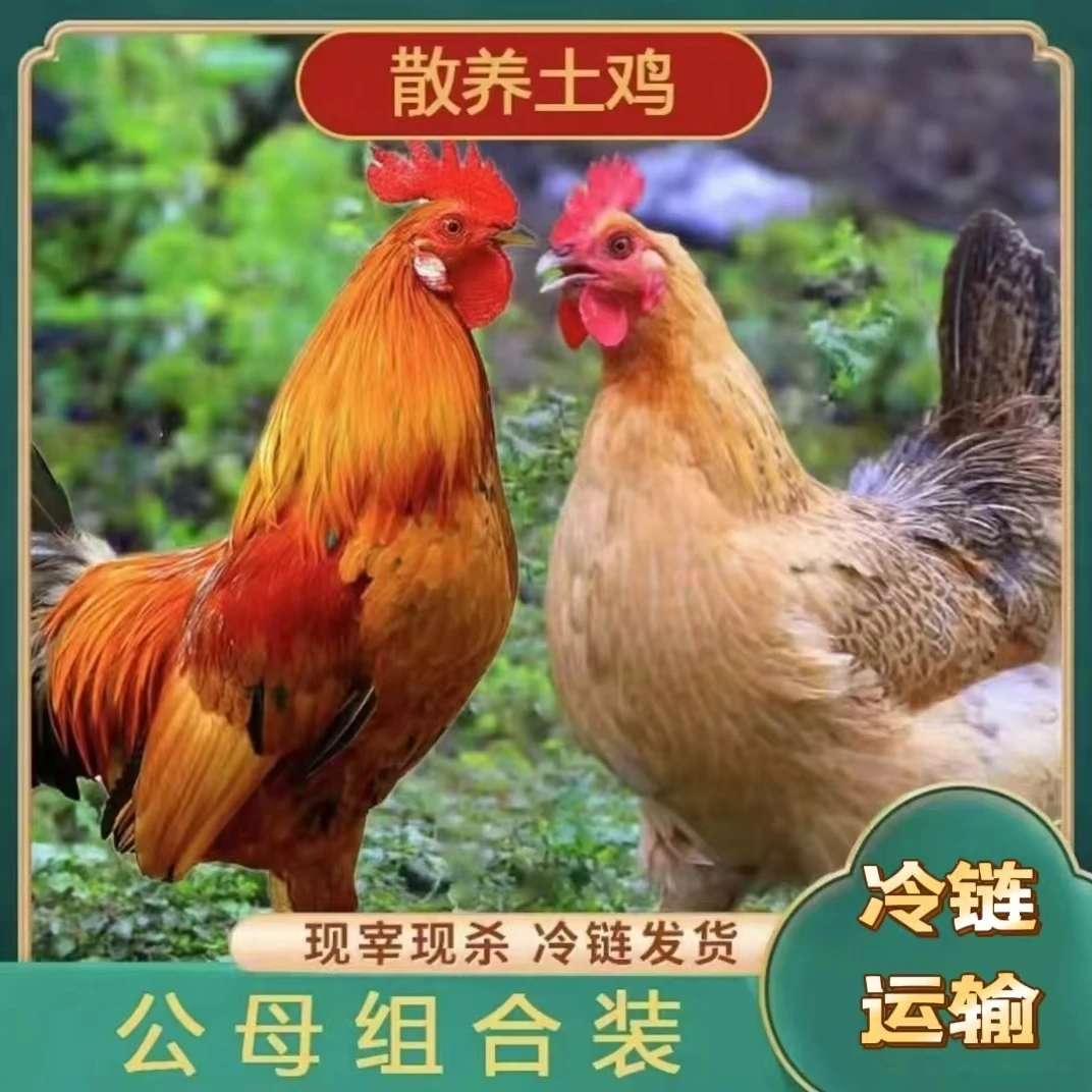 【山鸡哥】散养2年老母鸡1只+1只150天土公鸡 2只净重共5斤 带内脏