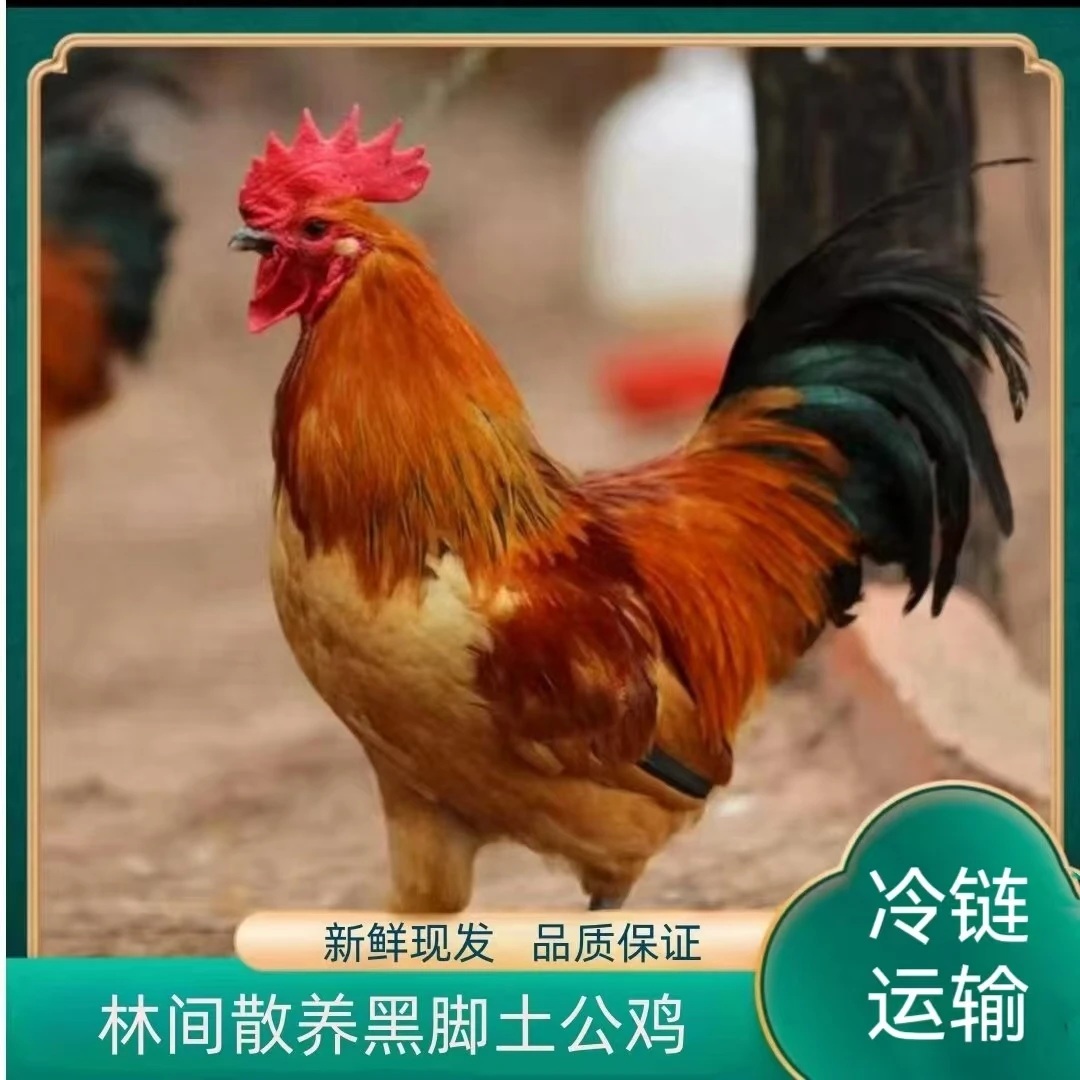 【竹林土鸡】林间放养黑脚土公鸡 发3只净重共9-10斤 带内脏