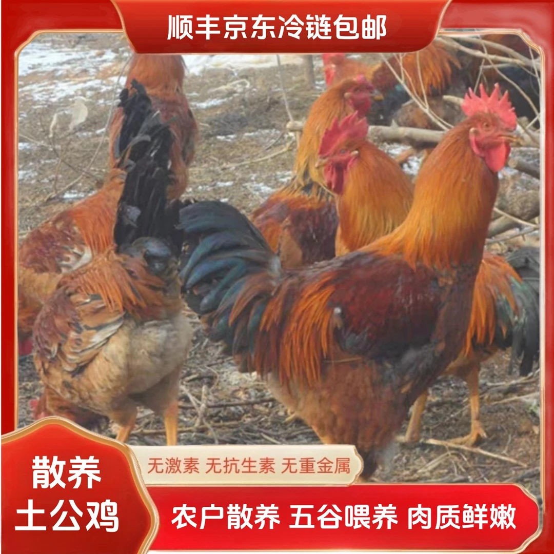 【1】林间放养土公鸡  3只毛重12斤 净重共9斤 带内脏