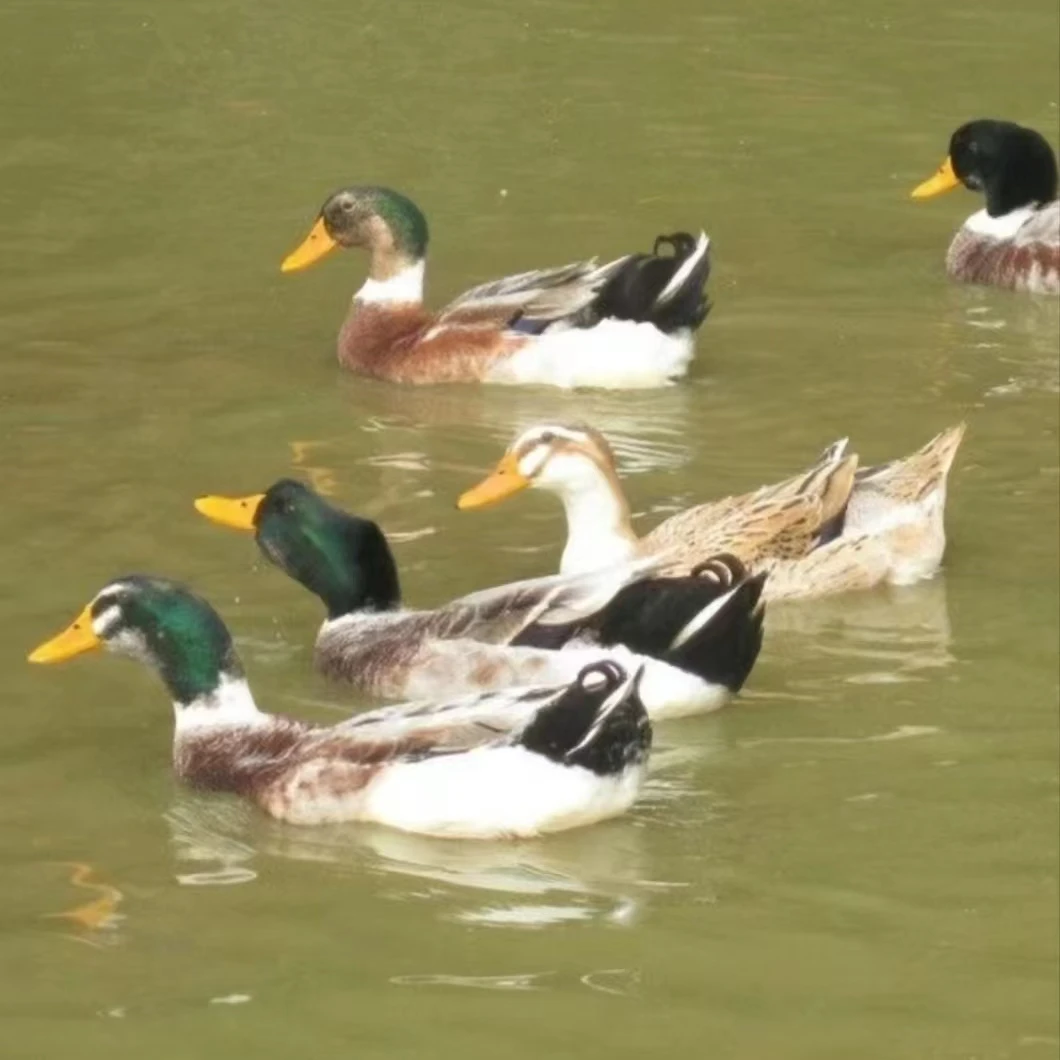 【大牛家】放养120天大河鸭   拍一发二   净重共7斤  杀好发货