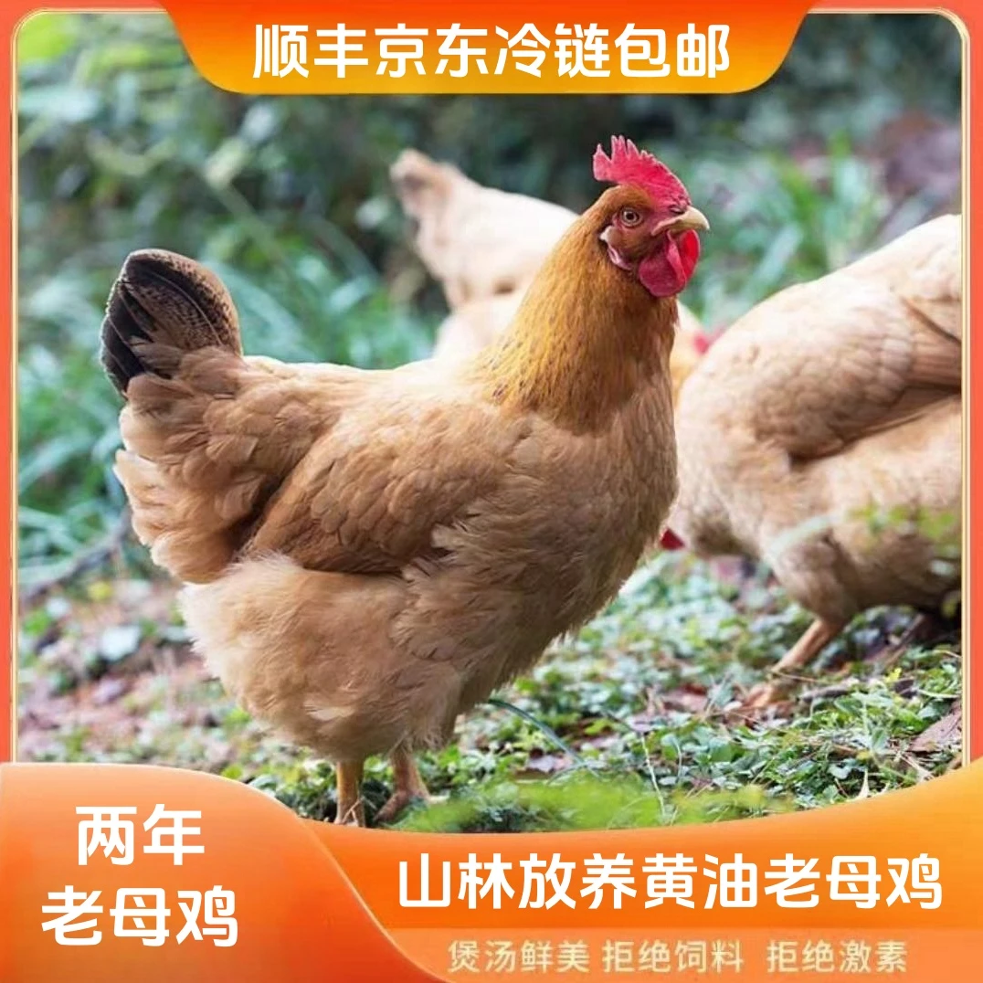 【乡村农场】放养两年土鸡老母鸡  2只净重共5斤  带内脏