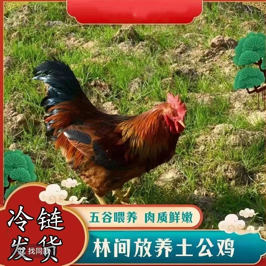 【花花】现杀散养土公鸡买4送1共5只毛重20-22斤净重10-11斤带内脏