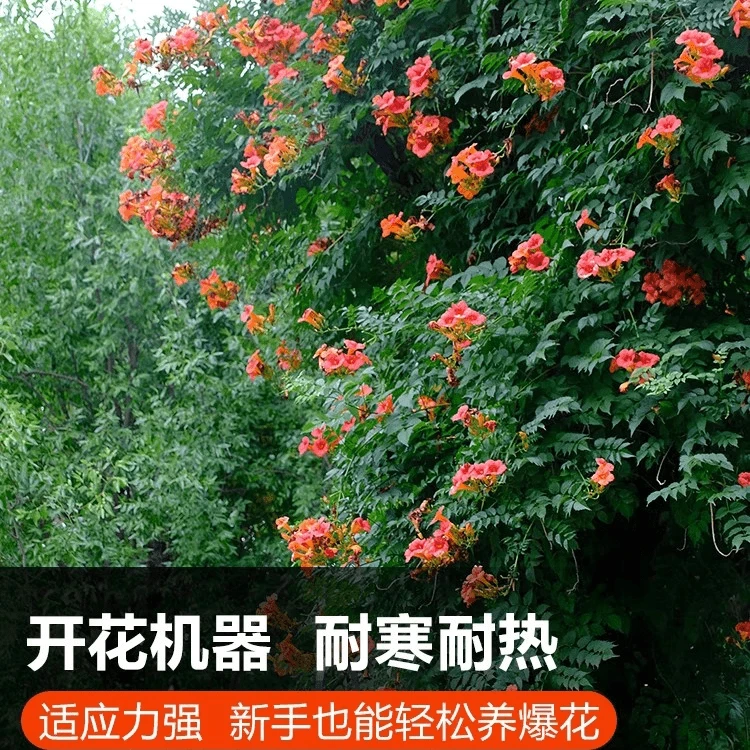 凌霄花爬藤苗庭院耐寒耐热植物盆景炮仗花四季爬墙花卉大苗绿植