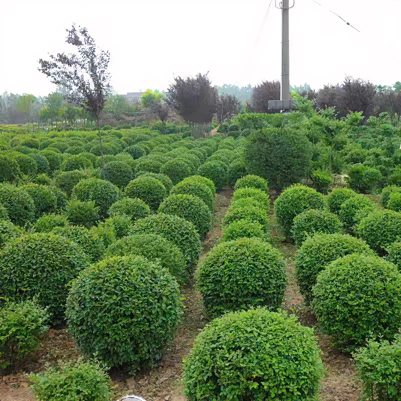 小叶女贞球苗四季常青耐寒庭院别墅地栽盆栽冬天不落叶绿化工程苗