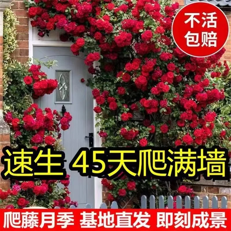【26.8元两颗一米爬藤月季】大花爬藤月季盆栽地栽可做围墙一颗包邮