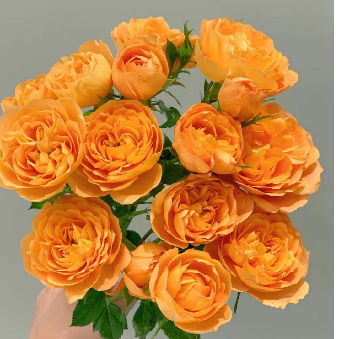 果汁阳台玫瑰【【两单及以上升级顺丰】云南鲜花  家庭插花