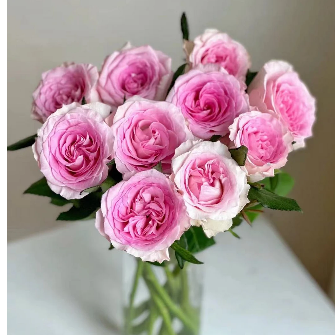 洛神单头 玫瑰云南鲜花  家庭插花【全场任意四单顺丰包邮】