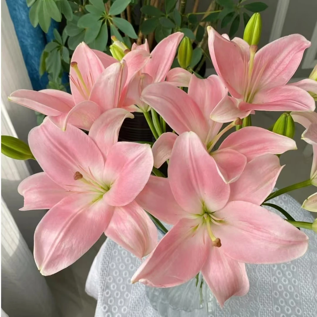 香水百合 云南鲜切花  家庭插花【全场任意四单顺丰包邮】
